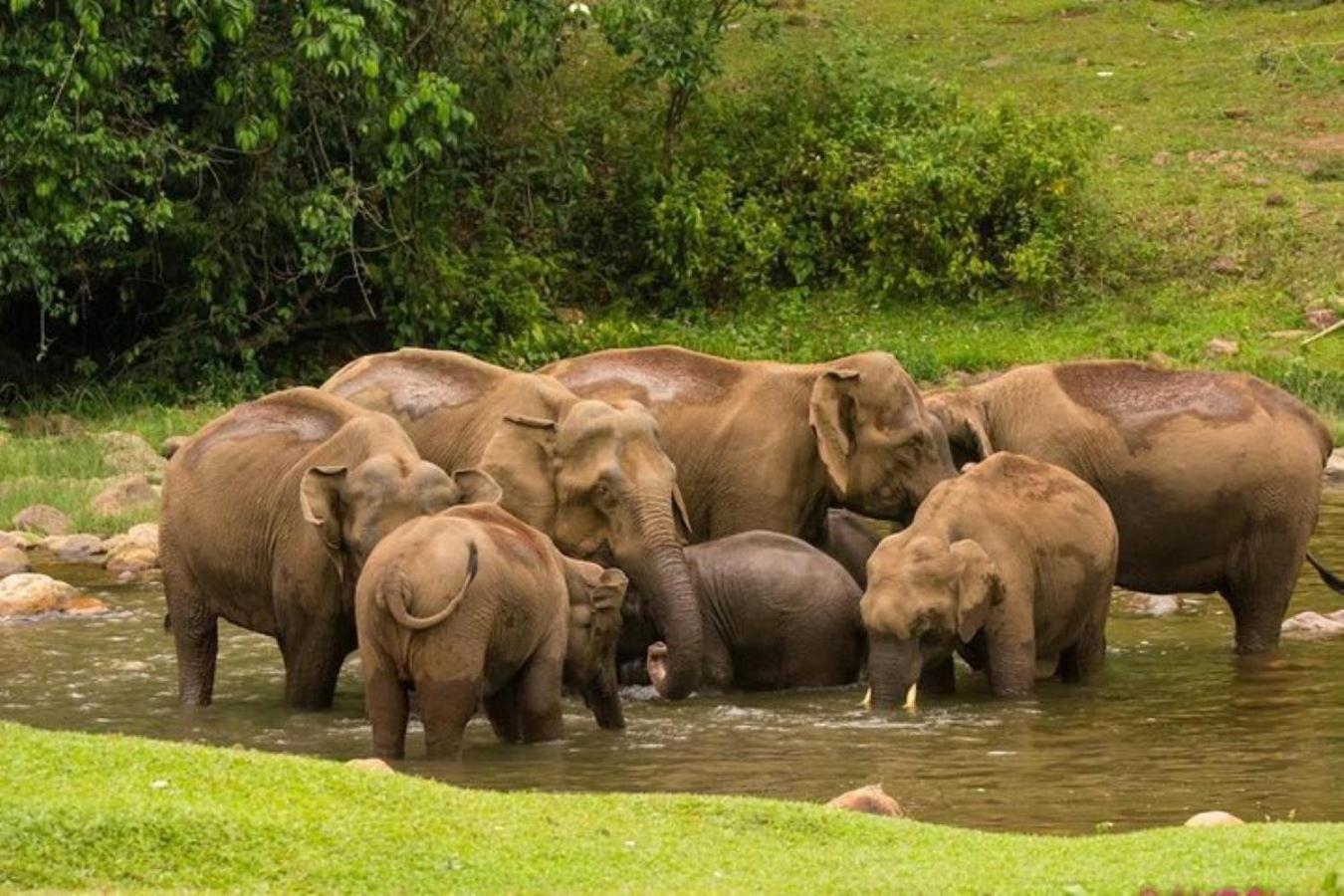Forestscape Resort Munnar Eksteriør bilde